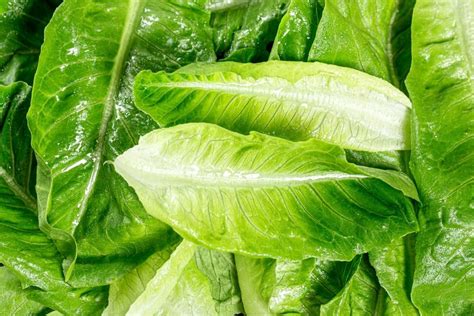 roman lettuce porn|Roman Lettuce's Porn Videos .